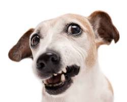 Huh dog Meme Template