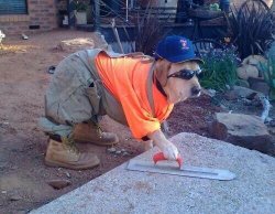 Labrador wearing construction clothes Meme Template