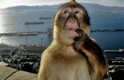 monkey Meme Template