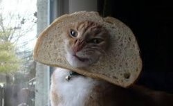 Cat Bread Meme Template