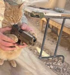 cat with gun Meme Template