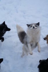 Sup Prankers Meme Template