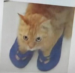 cat in flip-flops Meme Template