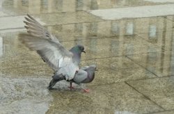 Pigeons Fun Meme Template