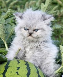Angry watermelon cat Meme Template