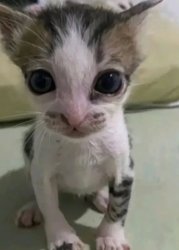 me when Meme Template