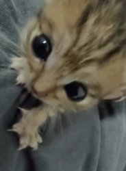 he is here Meme Template