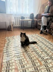cat money Meme Template