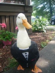 duck bi Meme Template