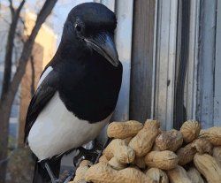 Maggie Wins Meme Template