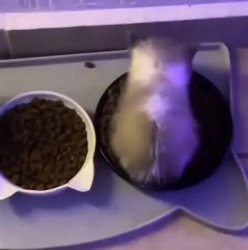 wiwiwi cat Meme Template