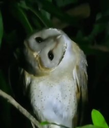 Owl What? Meme Template