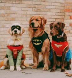 Halloween Pups Meme Template