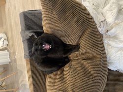 Screaming Black Cat Meme Template