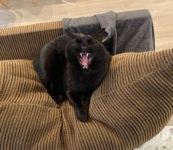 Yawning Black Cat Meme Template