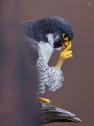 Pensive Peregrine Meme Template