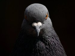 Lad Pigeon Meme Template