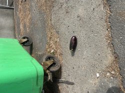 Dirty dick Meme Template