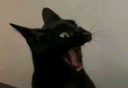 Black cat scream Meme Template