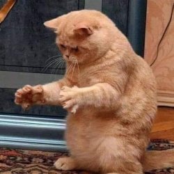 Cat big Meme Template