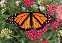 Butterfly Meme Template