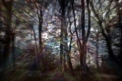 Haunted Woods Meme Template