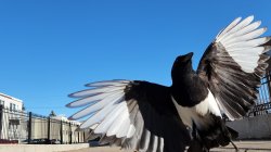 Ta-Da! Meme Template