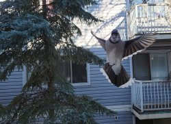 Blue Jay Meme Template