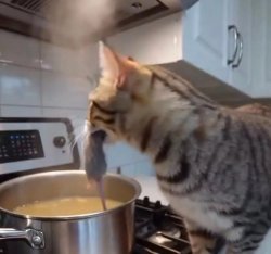 Rat soup cat Meme Template