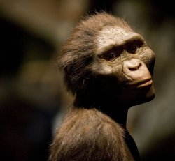 Lucy The Australopithecus Meme Template