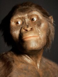 Lucy The Australopithecus Meme Template