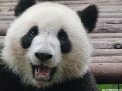Happy Panda Meme Template