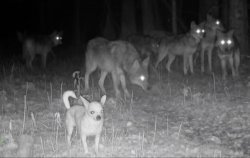 Alpha chihuahua Meme Template