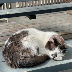 Heil Robin Meme Template