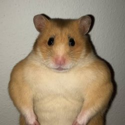 Muscle hamster Meme Template