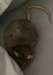 Mipha_rat Meme Template