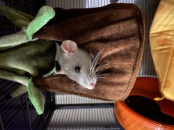 may i interest you in a rat Meme Template