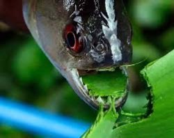 snack fish Meme Template