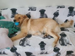 Dog on couch Meme Template