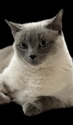 Serious cat Meme Template