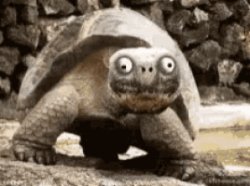 Smiling Turtle Meme Template