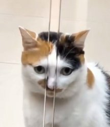 gato con nariz atrapada Meme Template