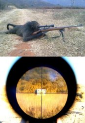 Monkey Taking Aim Meme Template