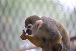 Greedy Monkey Meme Template