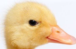 duck unimpressed Meme Template