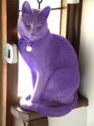 Pussy purple Meme Template