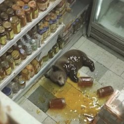 No Regrets Meme Template