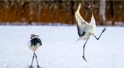 Bird dancing Meme Template