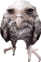 owl Meme Template