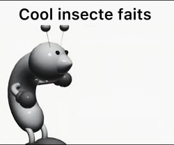 Cool insecte fait Meme Template